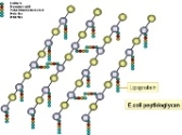 ec-pep